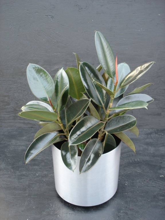 prisxwebgreenhouse123.jpg