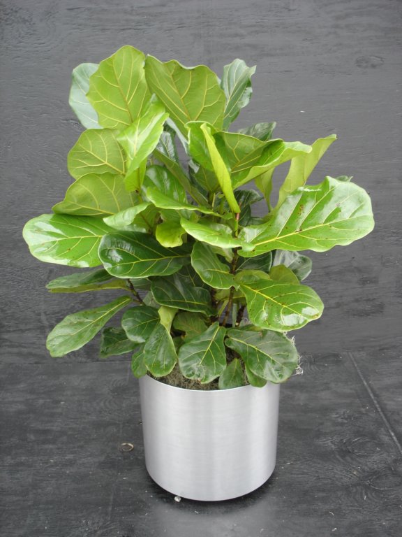 prisxwebgreenhouse196.jpg