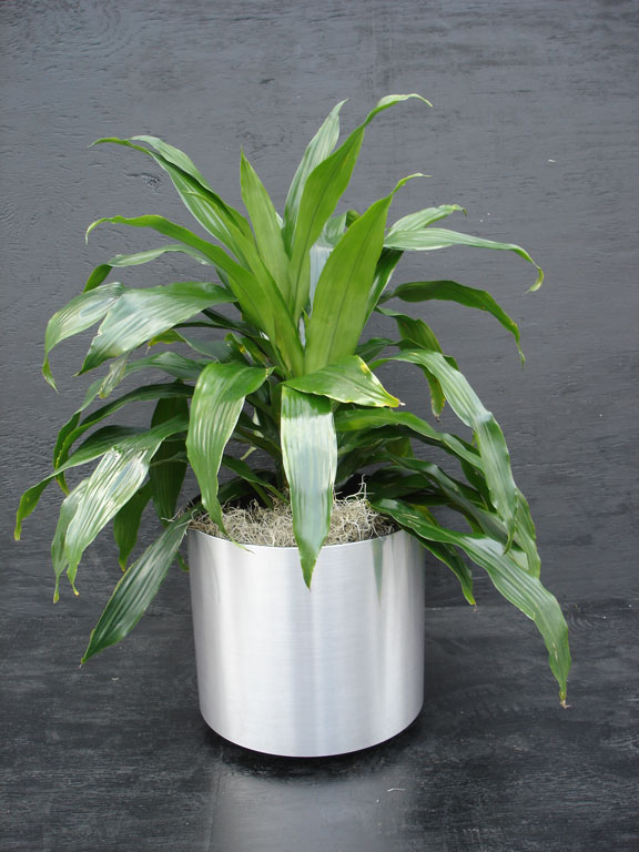 prisxwebgreenhouse049.jpg