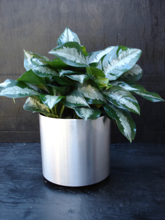 prisxwebgreenhouse106.jpg