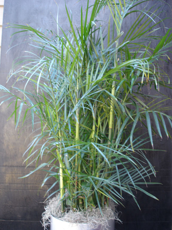 stmartin20062wplantphotos120906053.jpg