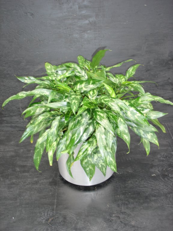 prisxwebgreenhouse049.jpg