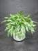 prisxwebgreenhouse049_small.jpg