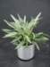 prisxwebgreenhouse106_small.jpg