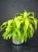 prisxwebgreenhouse437_small.jpg