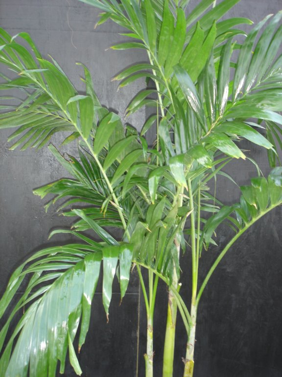 prisxwebgreenhouse570.jpg