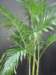 prisxwebgreenhouse570_small.jpg