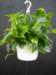prisxwebgreenhousemustang285_small.jpg