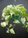 prisxwebgreenhousemustang287_small.jpg