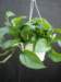 prisxwebgreenhousemustang291_small.jpg