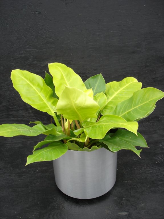 prisxwebgreenhouse094.jpg