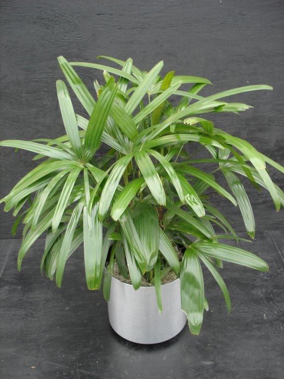 prisxwebgreenhouse209.jpg