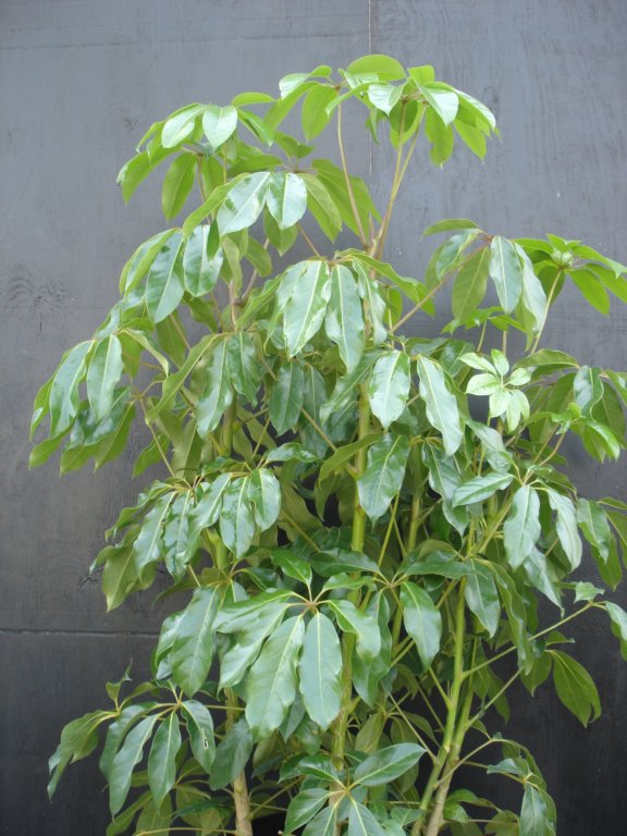 prisxwebgreenhousemustang280.jpg